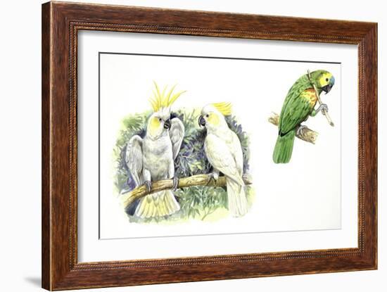 Birds: Psittaciformes-null-Framed Giclee Print