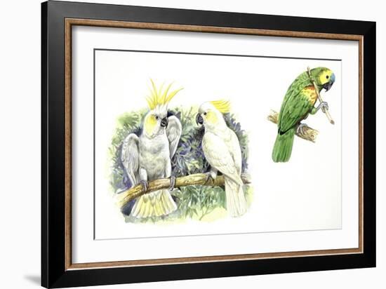 Birds: Psittaciformes-null-Framed Giclee Print