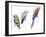 Birds: Psittaciformes-null-Framed Giclee Print