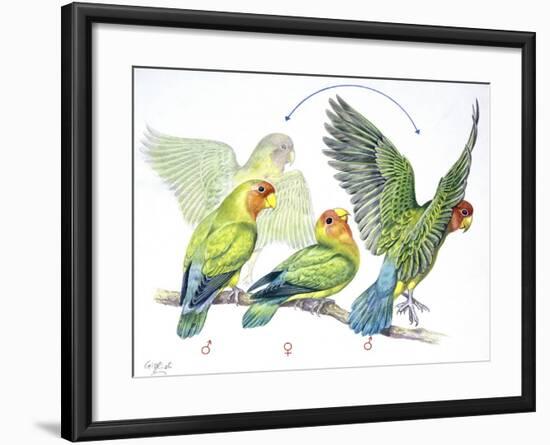 Birds: Psittaciformes-null-Framed Giclee Print