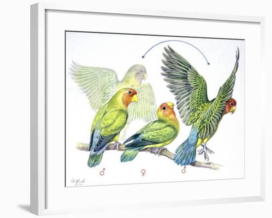 Birds: Psittaciformes-null-Framed Giclee Print