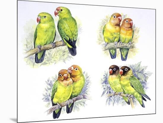 Birds: Psittaciformes-null-Mounted Giclee Print