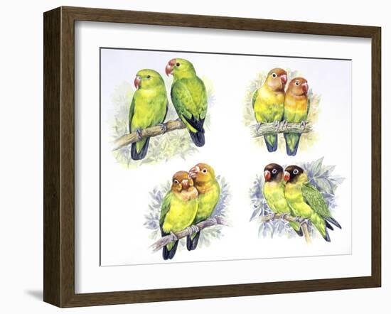 Birds: Psittaciformes-null-Framed Giclee Print