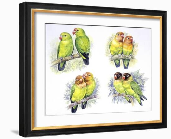 Birds: Psittaciformes-null-Framed Giclee Print