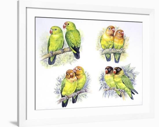 Birds: Psittaciformes--Framed Giclee Print