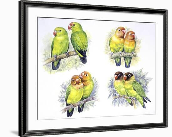 Birds: Psittaciformes-null-Framed Giclee Print