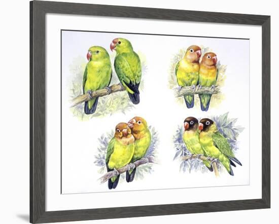 Birds: Psittaciformes-null-Framed Giclee Print