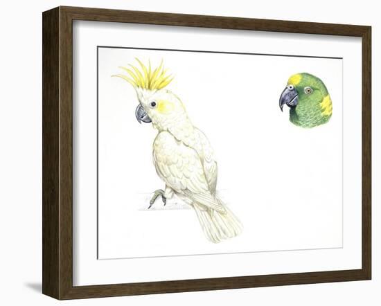 Birds: Psittaciformes-null-Framed Giclee Print