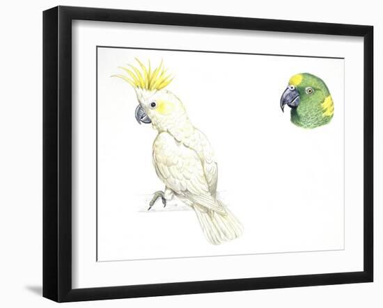 Birds: Psittaciformes-null-Framed Giclee Print