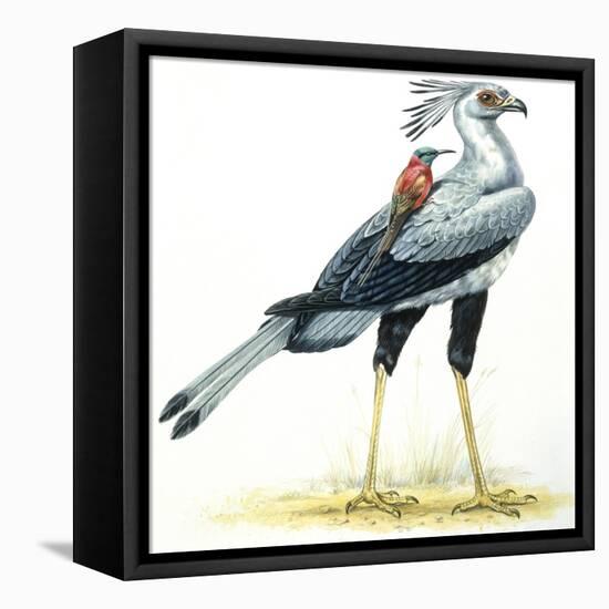 Birds: Secretary Bird-null-Framed Premier Image Canvas