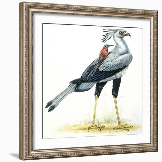 Birds: Secretary Bird-null-Framed Giclee Print