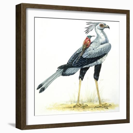 Birds: Secretary Bird-null-Framed Giclee Print