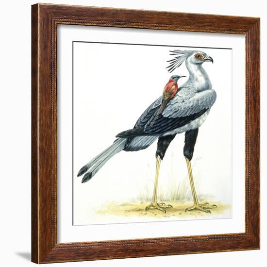 Birds: Secretary Bird-null-Framed Giclee Print