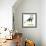 Birds: Secretary Bird-null-Framed Giclee Print displayed on a wall