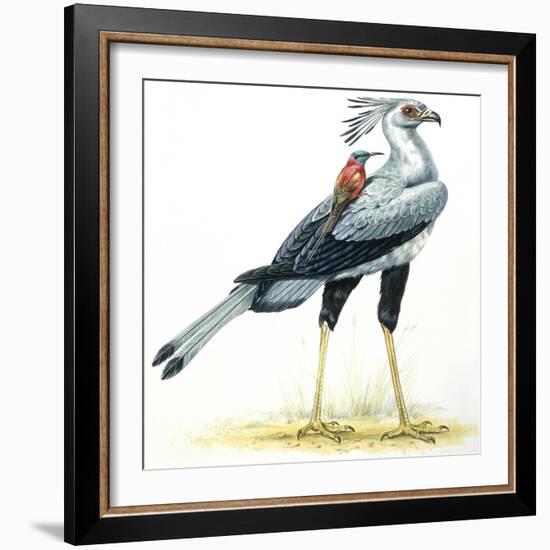 Birds: Secretary Bird-null-Framed Giclee Print