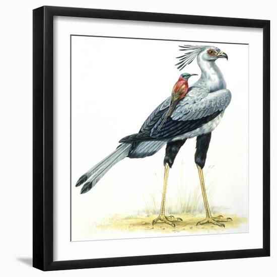 Birds: Secretary Bird-null-Framed Giclee Print