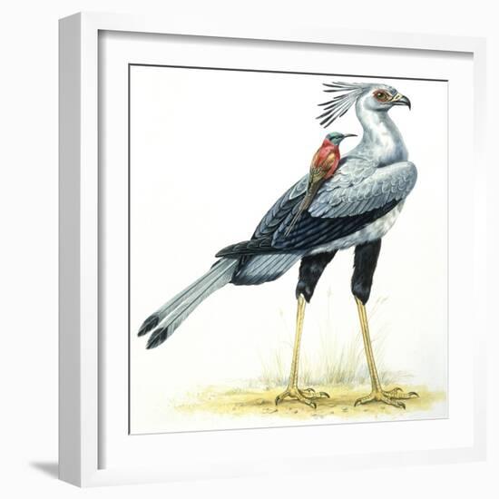 Birds: Secretary Bird-null-Framed Giclee Print