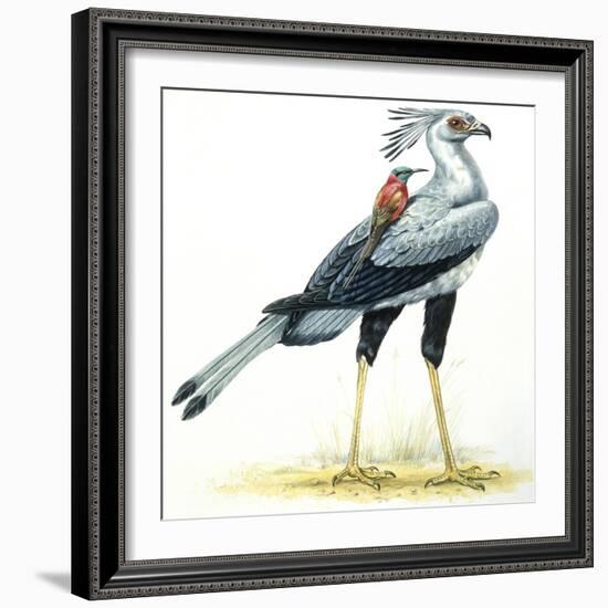 Birds: Secretary Bird-null-Framed Giclee Print