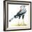 Birds: Secretary Bird-null-Framed Giclee Print