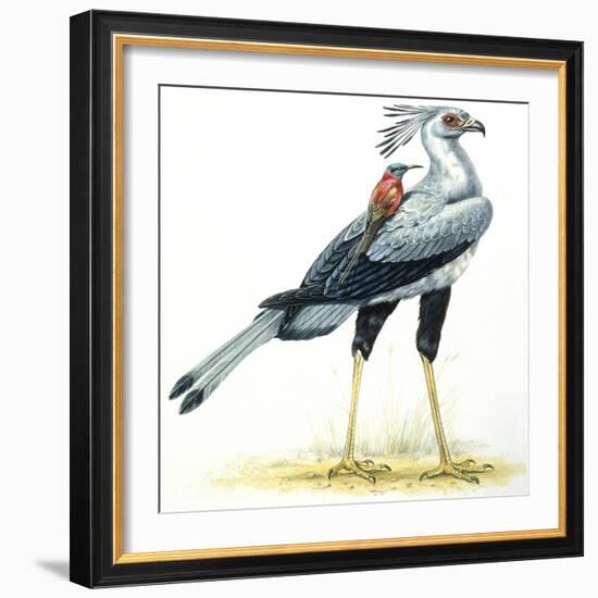 Birds: Secretary Bird-null-Framed Giclee Print