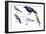 Birds: Skylark (Passeriformes-null-Framed Giclee Print