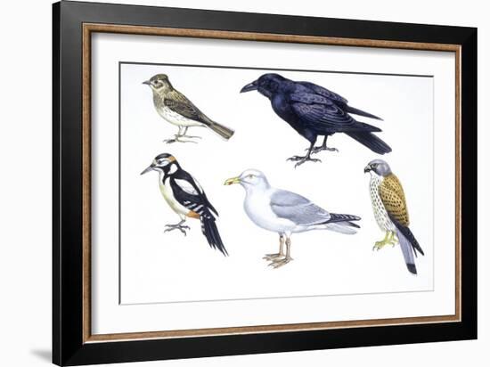 Birds: Skylark (Passeriformes-null-Framed Giclee Print