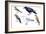Birds: Skylark (Passeriformes-null-Framed Giclee Print
