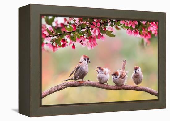 Birds Sparrow with Little Chicks Sitting on a Wooden Fence in the Village Garden Surrounded by Yab-Nataba-Framed Premier Image Canvas