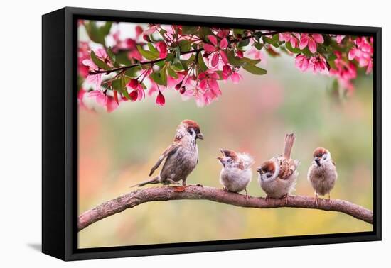 Birds Sparrow with Little Chicks Sitting on a Wooden Fence in the Village Garden Surrounded by Yab-Nataba-Framed Premier Image Canvas