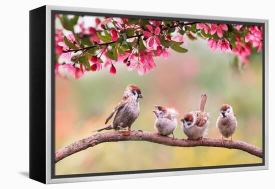 Birds Sparrow with Little Chicks Sitting on a Wooden Fence in the Village Garden Surrounded by Yab-Nataba-Framed Premier Image Canvas