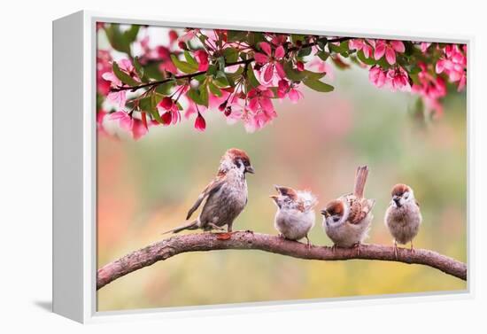 Birds Sparrow with Little Chicks Sitting on a Wooden Fence in the Village Garden Surrounded by Yab-Nataba-Framed Premier Image Canvas