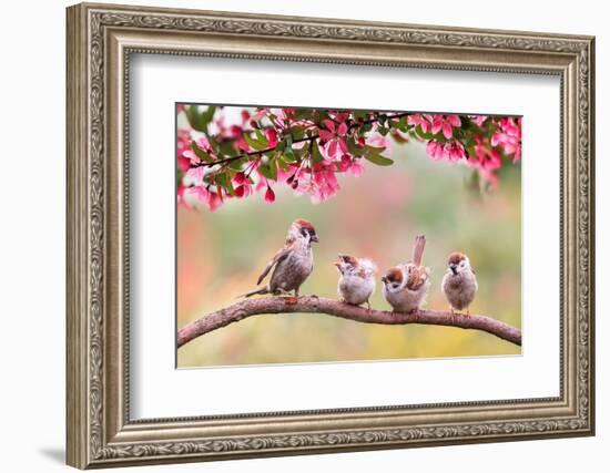 Birds Sparrow with Little Chicks Sitting on a Wooden Fence in the Village Garden Surrounded by Yab-Nataba-Framed Photographic Print