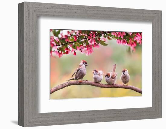 Birds Sparrow with Little Chicks Sitting on a Wooden Fence in the Village Garden Surrounded by Yab-Nataba-Framed Photographic Print