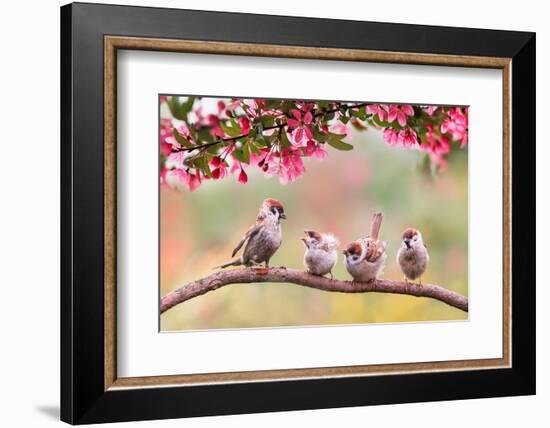 Birds Sparrow with Little Chicks Sitting on a Wooden Fence in the Village Garden Surrounded by Yab-Nataba-Framed Photographic Print