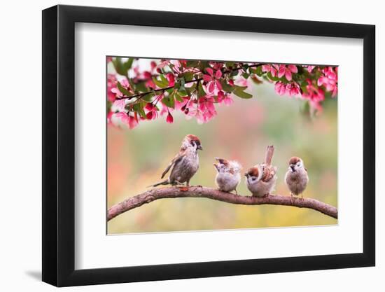 Birds Sparrow with Little Chicks Sitting on a Wooden Fence in the Village Garden Surrounded by Yab-Nataba-Framed Photographic Print