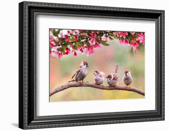 Birds Sparrow with Little Chicks Sitting on a Wooden Fence in the Village Garden Surrounded by Yab-Nataba-Framed Photographic Print