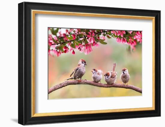 Birds Sparrow with Little Chicks Sitting on a Wooden Fence in the Village Garden Surrounded by Yab-Nataba-Framed Photographic Print