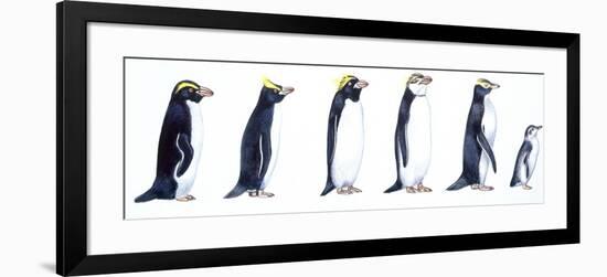 Birds: Sphenisciformes-null-Framed Giclee Print