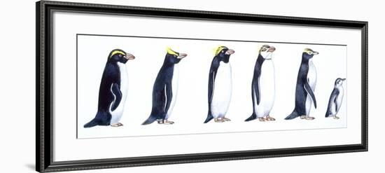 Birds: Sphenisciformes-null-Framed Giclee Print