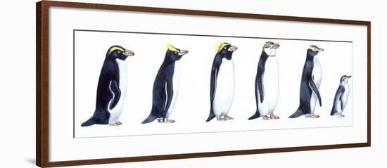 Birds: Sphenisciformes-null-Framed Giclee Print