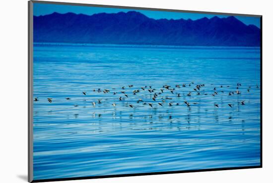 Birds, Whale Watching, Magdalena Bay, Mexico, North America-Laura Grier-Mounted Photographic Print