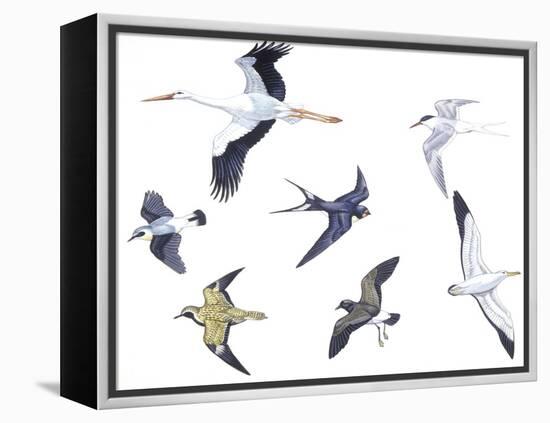 Birds: White Stork (Ciconiiformes-null-Framed Premier Image Canvas