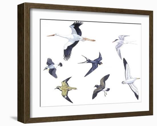 Birds: White Stork (Ciconiiformes-null-Framed Giclee Print