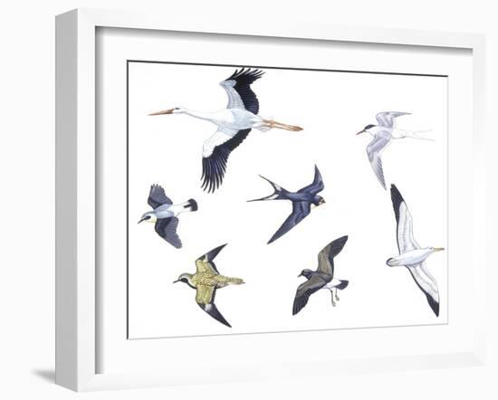 Birds: White Stork (Ciconiiformes-null-Framed Giclee Print