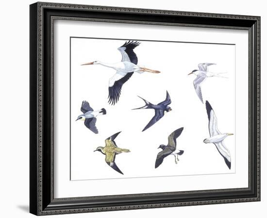 Birds: White Stork (Ciconiiformes-null-Framed Giclee Print