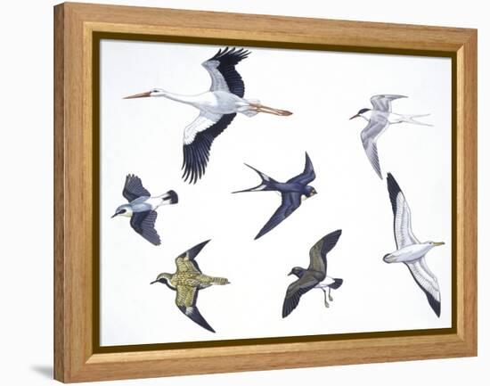 Birds: White Stork (Ciconiiformes-null-Framed Premier Image Canvas