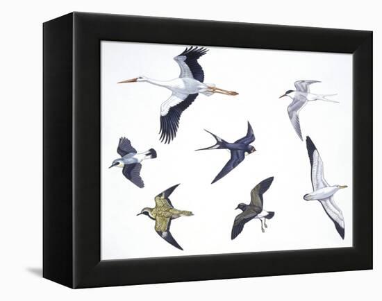 Birds: White Stork (Ciconiiformes-null-Framed Premier Image Canvas