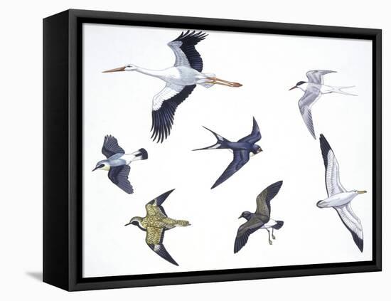 Birds: White Stork (Ciconiiformes-null-Framed Premier Image Canvas