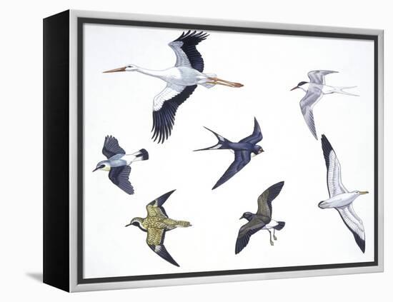 Birds: White Stork (Ciconiiformes-null-Framed Premier Image Canvas