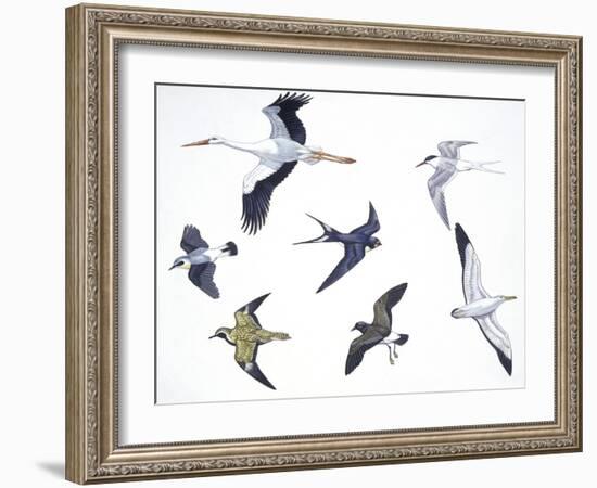 Birds: White Stork (Ciconiiformes-null-Framed Giclee Print